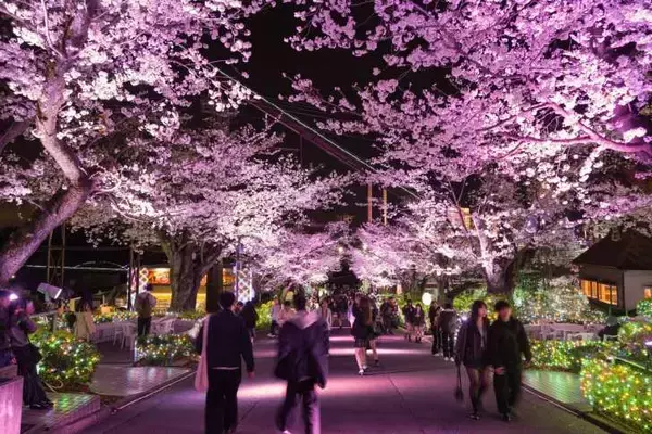 「よみうりランド、桜のライトアップと宝石色のイルミが輝く「夜桜ジュエルミネーション」3月20日より開催！」の画像