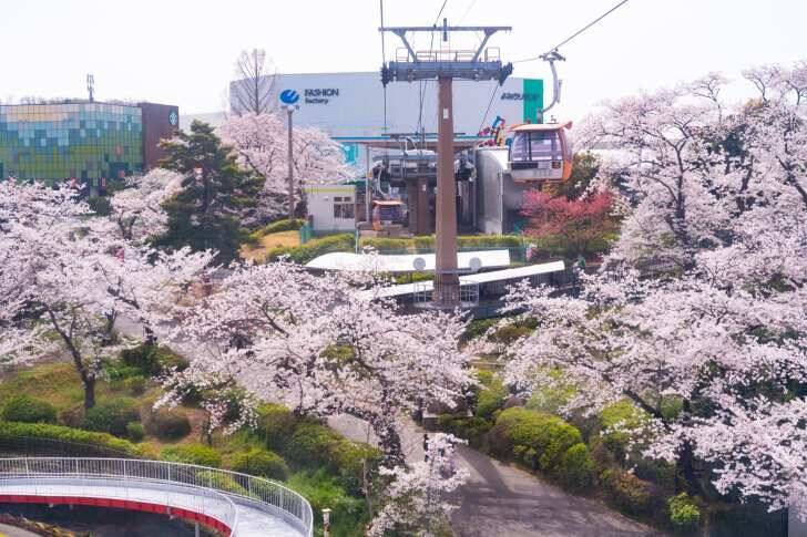 よみうりランド、桜のライトアップと宝石色のイルミが輝く「夜桜ジュエルミネーション」3月20日より開催！