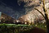 「よみうりランド、桜のライトアップと宝石色のイルミが輝く「夜桜ジュエルミネーション」3月20日より開催！」の画像6