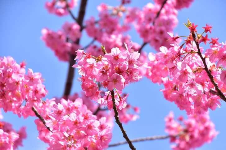 よみうりランド、桜のライトアップと宝石色のイルミが輝く「夜桜ジュエルミネーション」3月20日より開催！