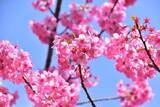 「よみうりランド、桜のライトアップと宝石色のイルミが輝く「夜桜ジュエルミネーション」3月20日より開催！」の画像7