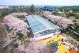 「よみうりランド、桜のライトアップと宝石色のイルミが輝く「夜桜ジュエルミネーション」3月20日より開催！」の画像8