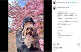 「木村拓哉、満開の八重桜バックに愛犬と春らしいオフショット公開！」の画像1