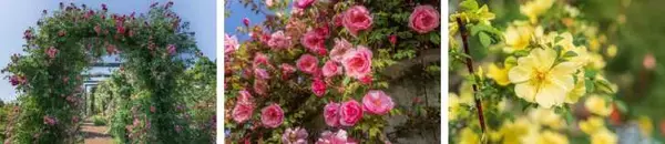 「熱海「ACAO FOREST」、約600種4,000株のバラが咲き誇る「ACAO ROSE FESTA 2026」が4月21日より開催！」の画像