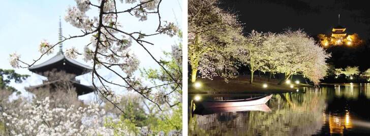横浜・三溪園、250本の桜が咲き誇る「桜ライトアップ」が3月27日より開催！