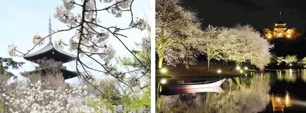 「横浜・三溪園、250本の桜が咲き誇る「桜ライトアップ」が3月27日より開催！」の画像