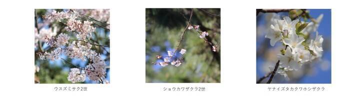 横浜・三溪園、250本の桜が咲き誇る「桜ライトアップ」が3月27日より開催！