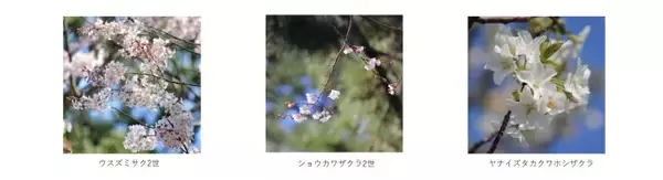「横浜・三溪園、250本の桜が咲き誇る「桜ライトアップ」が3月27日より開催！」の画像