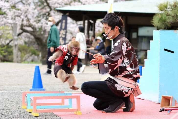 横浜・三溪園、250本の桜が咲き誇る「桜ライトアップ」が3月27日より開催！
