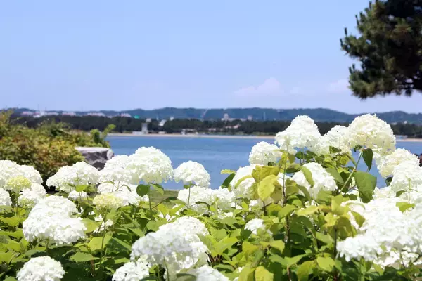 横浜・八景島シーパラダイス、県内最大級２万株のあじさいが咲き誇る「第25回八景島あじさい祭」6月7日より開催！