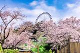 「さがみ湖MORI MORI、2,500本の桜が咲き誇る「さがみ湖桜まつり」3月20日より開催！絶景お花見アトラクション＆夜桜イルミも」の画像1