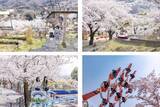 「さがみ湖MORI MORI、2,500本の桜が咲き誇る「さがみ湖桜まつり」3月20日より開催！絶景お花見アトラクション＆夜桜イルミも」の画像5