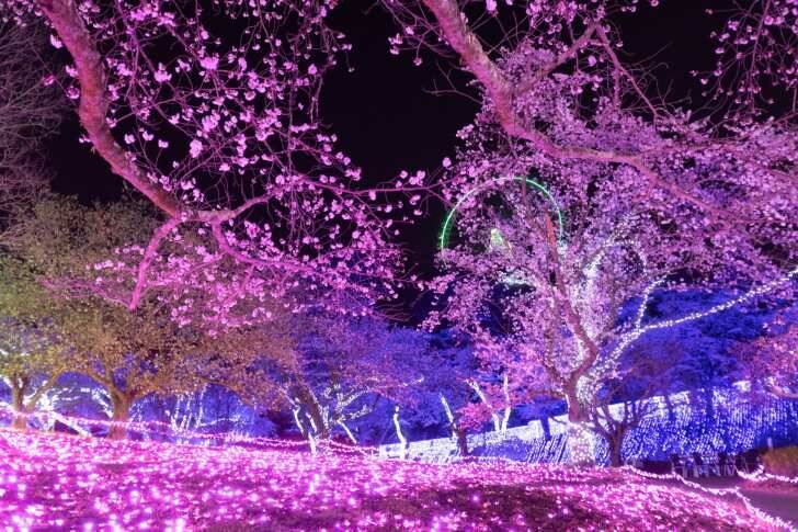 さがみ湖MORI MORI、2,500本の桜が咲き誇る「さがみ湖桜まつり」3月20日より開催！絶景お花見アトラクション＆夜桜イルミも