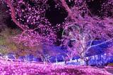 「さがみ湖MORI MORI、2,500本の桜が咲き誇る「さがみ湖桜まつり」3月20日より開催！絶景お花見アトラクション＆夜桜イルミも」の画像8