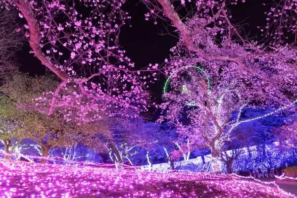 「さがみ湖MORI MORI、2,500本の桜が咲き誇る「さがみ湖桜まつり」3月20日より開催！絶景お花見アトラクション＆夜桜イルミも」の画像