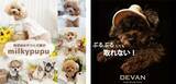 「横浜赤レンガ倉庫でワンちゃんと楽しめるドッグイベント「赤レンガでわんさんぽ」が3月19日～22日に開催！」の画像2