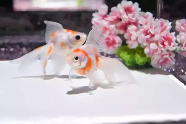 「アートアクアリウム美術館 GINZA、金魚と桜が織りなす春景色を楽しめる「めっちゃ桜2026」が開催スタート！」の画像