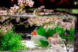 「アートアクアリウム美術館 GINZA、金魚と桜が織りなす春景色を楽しめる「めっちゃ桜2026」が開催スタート！」の画像5
