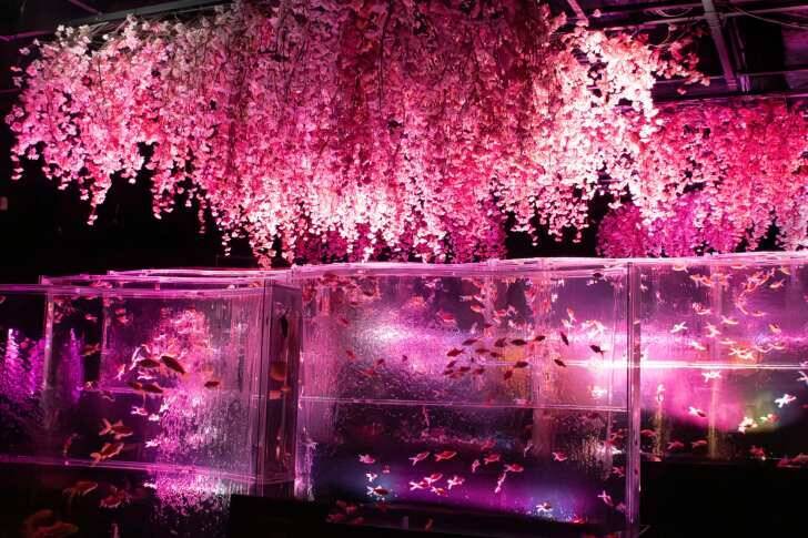 アートアクアリウム美術館 GINZA、金魚と桜が織りなす春景色を楽しめる「めっちゃ桜2026」が開催スタート！