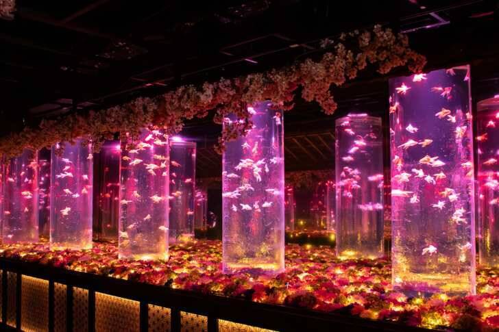 アートアクアリウム美術館 GINZA、金魚と桜が織りなす春景色を楽しめる「めっちゃ桜2026」が開催スタート！