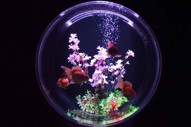 アートアクアリウム美術館 GINZA、金魚と桜が織りなす春景色を楽しめる「めっちゃ桜2026」が開催スタート！