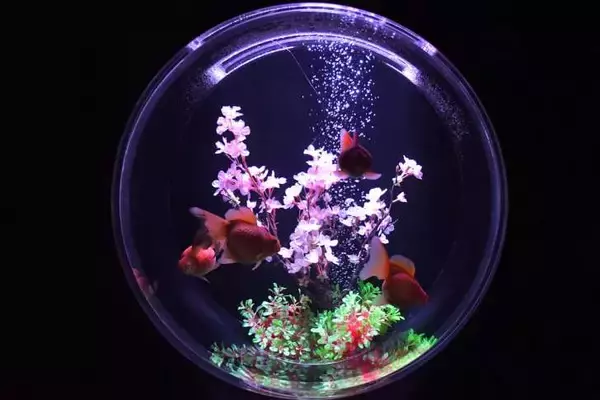 「アートアクアリウム美術館 GINZA、金魚と桜が織りなす春景色を楽しめる「めっちゃ桜2026」が開催スタート！」の画像