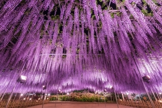 栃木・あしかがフラワーパーク、350本以上の藤の花が咲き誇る「ふじのはな物語～大藤まつり2026～」が4月11日より開催！