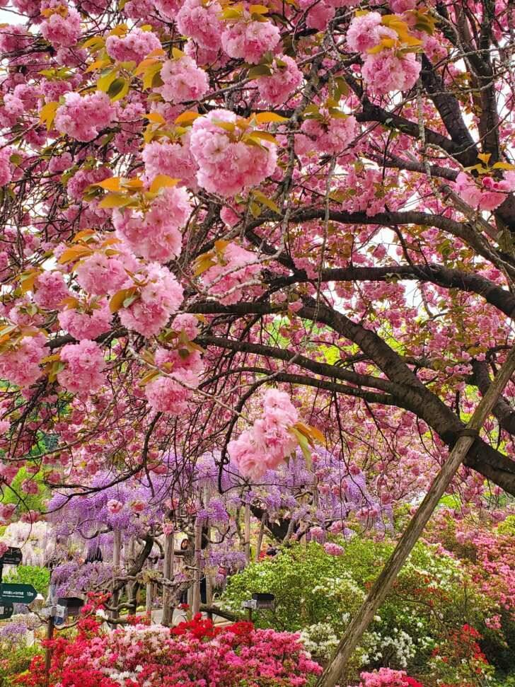 栃木・あしかがフラワーパーク、350本以上の藤の花が咲き誇る「ふじのはな物語～大藤まつり2026～」が4月11日より開催！