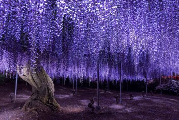 栃木・あしかがフラワーパーク、350本以上の藤の花が咲き誇る「ふじのはな物語～大藤まつり2026～」が4月11日より開催！
