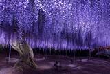 「栃木・あしかがフラワーパーク、350本以上の藤の花が咲き誇る「ふじのはな物語～大藤まつり2026～」が4月11日より開催！」の画像11