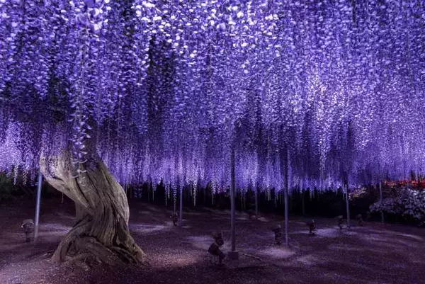 「栃木・あしかがフラワーパーク、350本以上の藤の花が咲き誇る「ふじのはな物語～大藤まつり2026～」が4月11日より開催！」の画像