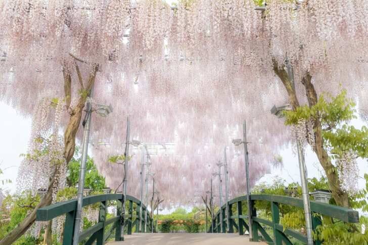 栃木・あしかがフラワーパーク、350本以上の藤の花が咲き誇る「ふじのはな物語～大藤まつり2026～」が4月11日より開催！