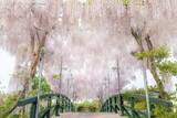 「栃木・あしかがフラワーパーク、350本以上の藤の花が咲き誇る「ふじのはな物語～大藤まつり2026～」が4月11日より開催！」の画像2