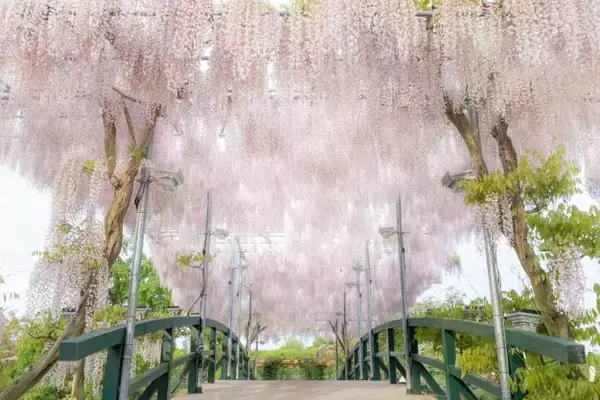 「栃木・あしかがフラワーパーク、350本以上の藤の花が咲き誇る「ふじのはな物語～大藤まつり2026～」が4月11日より開催！」の画像