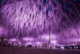 「栃木・あしかがフラワーパーク、350本以上の藤の花が咲き誇る「ふじのはな物語～大藤まつり2026～」が4月11日より開催！」の画像5