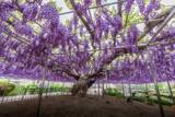「栃木・あしかがフラワーパーク、350本以上の藤の花が咲き誇る「ふじのはな物語～大藤まつり2026～」が4月11日より開催！」の画像6