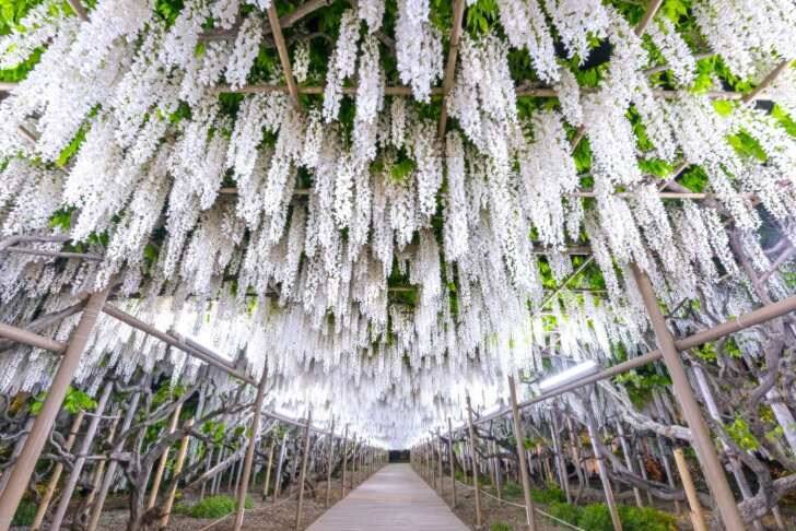 栃木・あしかがフラワーパーク、350本以上の藤の花が咲き誇る「ふじのはな物語～大藤まつり2026～」が4月11日より開催！