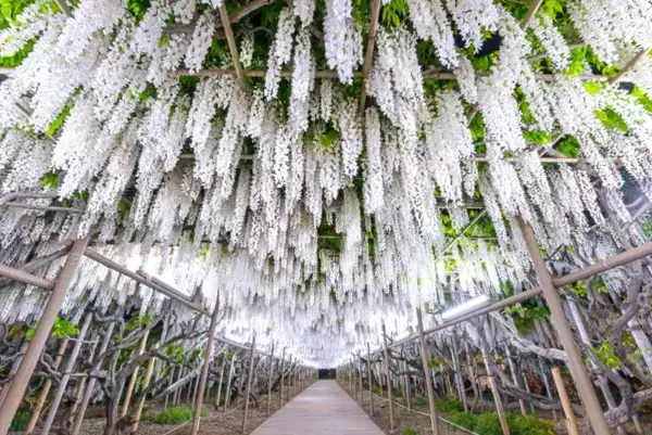 「栃木・あしかがフラワーパーク、350本以上の藤の花が咲き誇る「ふじのはな物語～大藤まつり2026～」が4月11日より開催！」の画像