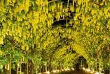 「栃木・あしかがフラワーパーク、350本以上の藤の花が咲き誇る「ふじのはな物語～大藤まつり2026～」が4月11日より開催！」の画像8