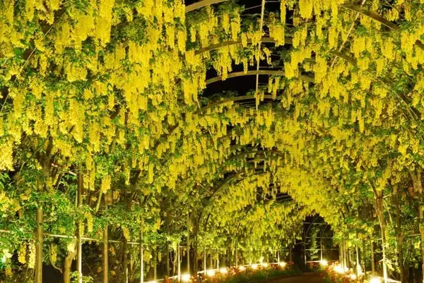 「栃木・あしかがフラワーパーク、350本以上の藤の花が咲き誇る「ふじのはな物語～大藤まつり2026～」が4月11日より開催！」の画像