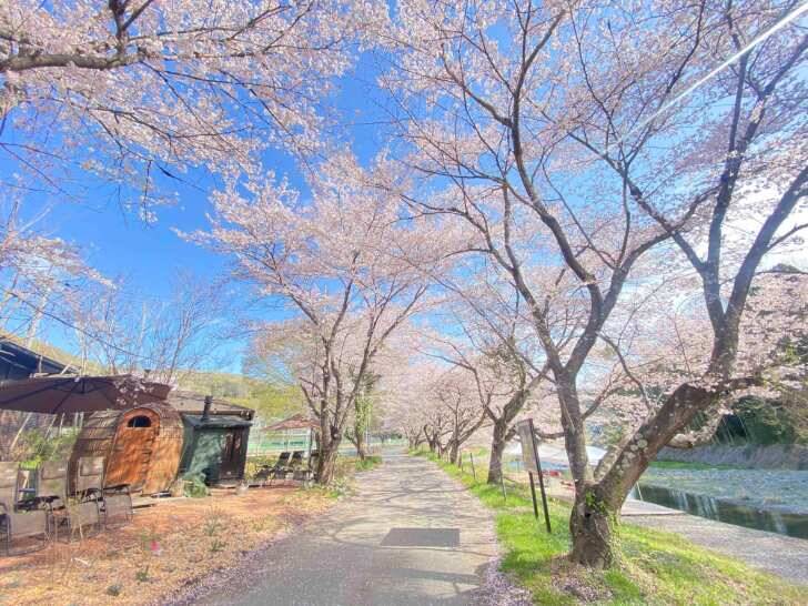 桜の木の下でアウトドアサウナが楽しめる「お花見サウナフェス」！埼玉「ときたまひみつきちCOMORIVER」で3月30日・31日開催！