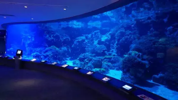 「沖縄美ら海水族館、幻想的な夜の水族館を楽しめる「美ら海ナイトアクアリウム」8月1日より開催！」の画像