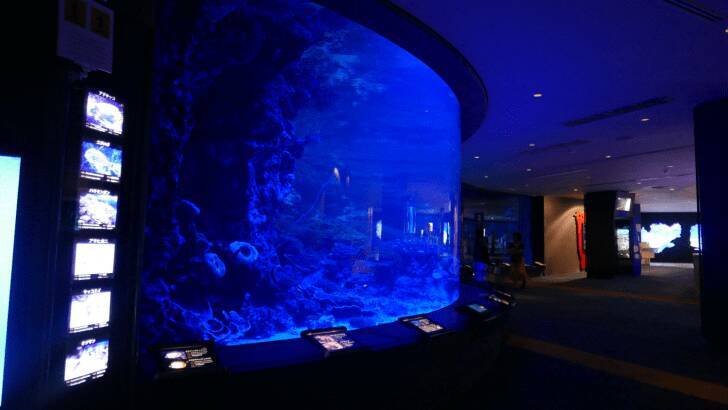 沖縄美ら海水族館、幻想的な夜の水族館を楽しめる「美ら海ナイトアクアリウム」8月1日より開催！
