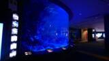 「沖縄美ら海水族館、幻想的な夜の水族館を楽しめる「美ら海ナイトアクアリウム」8月1日より開催！」の画像4