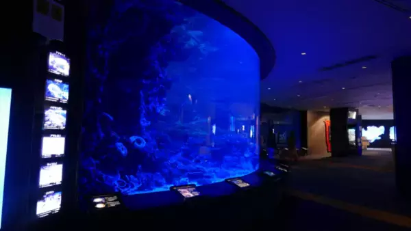 「沖縄美ら海水族館、幻想的な夜の水族館を楽しめる「美ら海ナイトアクアリウム」8月1日より開催！」の画像