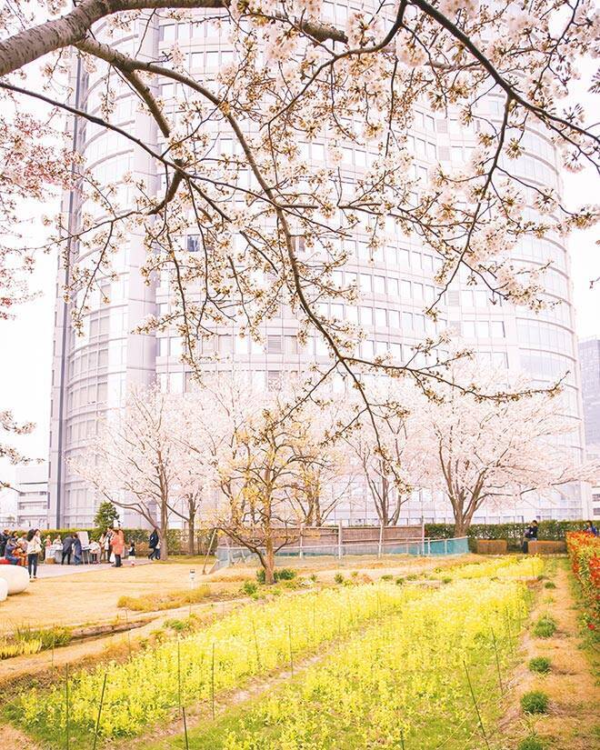 「六本木ヒルズ 春まつり 2026」が4月3日～5日に開催！春の訪れと日本の伝統文化を五感で楽しめる