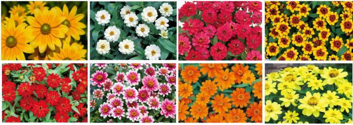 富士本栖湖リゾート、標高1,000mに8万株の花々が咲き誇る！「虹の花まつり2026」が8月29日より開催