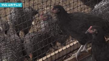 【独自】「やまがた地鶏」食い荒らされる 約180羽が被害　キツネが襲ったか