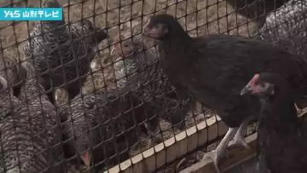 【独自】「やまがた地鶏」食い荒らされる 約180羽が被害　キツネが襲ったか