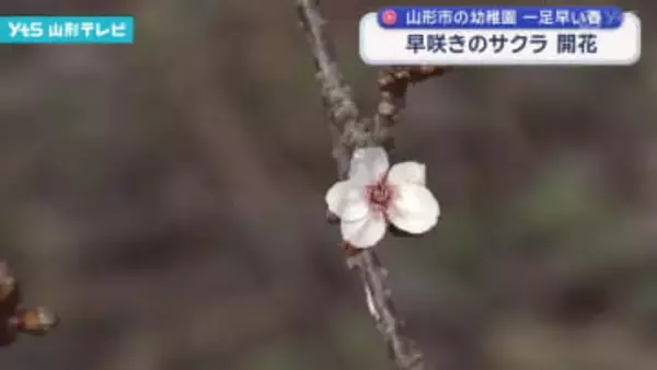 一足早い春 早咲きのサクラ 開花